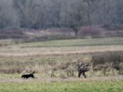 A hunter and his dog move about while waterfowl hunting at the Shillapoo Wildlife Area in the Vancouver Lake lowlands, which could see changes implemented.