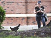 Lisa Haggerty, a barista at Starbucks inside the Ballantyne Harris Teeter, watches Henrietta the chicken search for food under a large oak tree on Aug. 3. The chicken has been living in and around the Harris Teeter parking lot since April. John D.