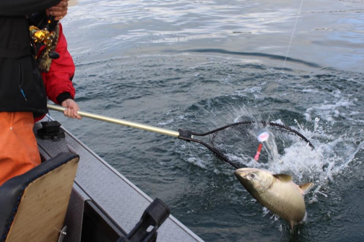 The action has been good for coho and fair for Chinook out at the Columbia River estuary. There have been decent bites at the Buoy 10 line on the tide changes.