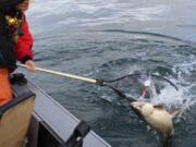 The action has been good for coho and fair for Chinook out at the Columbia River estuary. There have been decent bites at the Buoy 10 line on the tide changes.