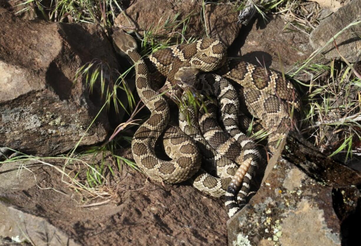 Rattlesnakes encounters can be common when walking about in the eastern side of the Columbia River Gorge.