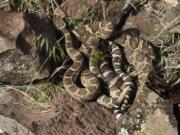 Rattlesnakes encounters can be common when walking about in the eastern side of the Columbia River Gorge.