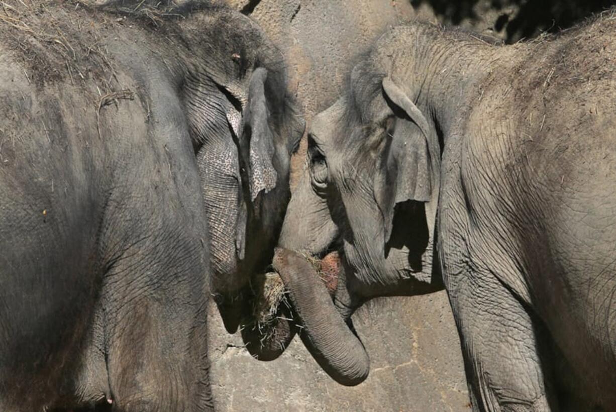 Asian elephants take turns feeding each other in 2013 at the St. Louis Zoo. Elephants are known for their low incidence of cancer. New research has uncovered a surprising factor that protects elephants against the dread disease: a gene that had gone dormant in their mammalian ancestors, but got turned back on as their evolving bodies grew ever bigger. St.