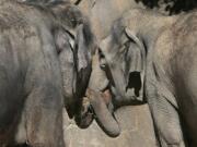 Asian elephants take turns feeding each other in 2013 at the St. Louis Zoo. Elephants are known for their low incidence of cancer. New research has uncovered a surprising factor that protects elephants against the dread disease: a gene that had gone dormant in their mammalian ancestors, but got turned back on as their evolving bodies grew ever bigger. St.