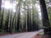 A sudden remnant of a giant redwood forest appeared on the drive along Lucas Valley Road in Marin County, Calif.