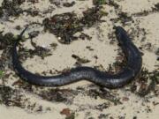 An American eel lies on the edge of the waters of the Mississippi Sound in a file image from 2010.