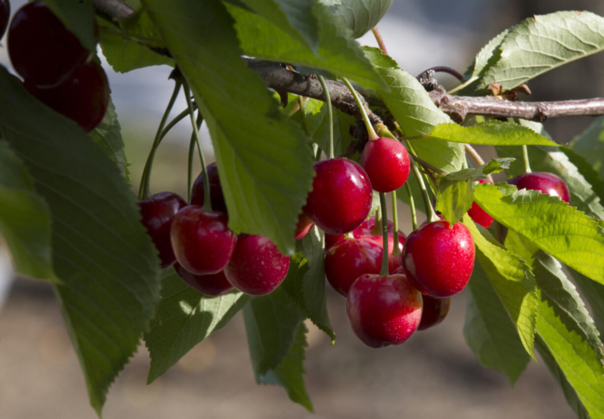 Chelan cherries hang on a tree May 20, 2015, at the Lyall Farms in Mattawa.