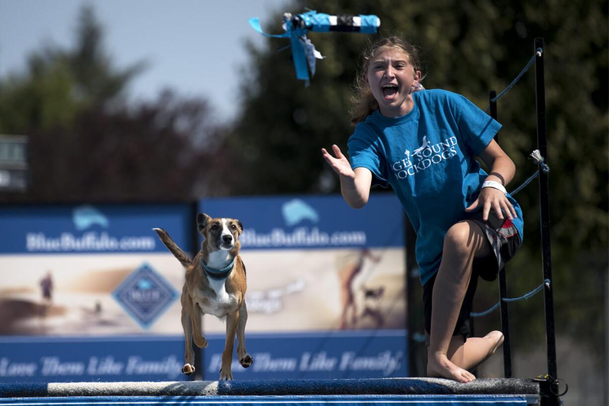 Sydney Mackey of Olympia cheers on her whippet/border collie mix, Microburst, during the DockDog event at the Clark County Fair on Tuesday afternoon.