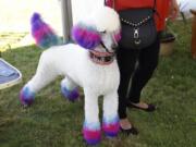 Standard poodle Aria shows off her festive dye job.