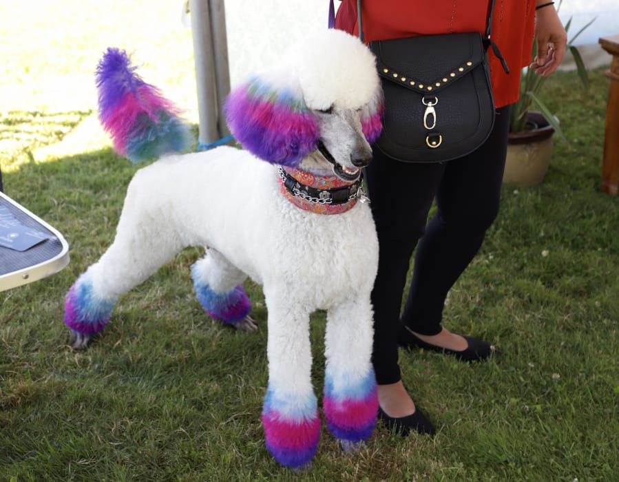 https://www.columbian.com/wp-content/uploads/2018/08/1002595709-poodle-palooza_001.jpg