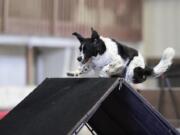 Whitney Taylor’s dog Dexter competes in an agility competition. Dexter competes a few times a month at the Clark County Event Center at the Fairgrounds.