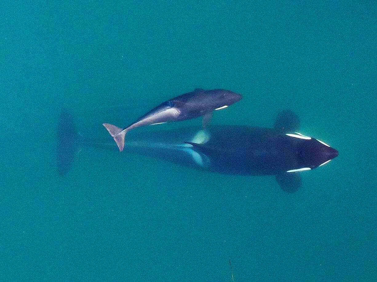 FILE - This September 2015 photo provided by NOAA Fisheries shows a aerial view of adult female Southern Resident killer whale (J16) swims with her calf (J50). Federal officials are weighing options to save an emaciated endangered orca that includes feeding it live salmon dosed with medicine.