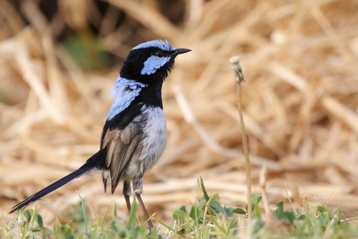 A fairy wren. Scientists have discovered that birds can learn to recognize alarm calls of other species, essentially by learning to eavesdrop in a second language.