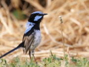 A fairy wren. Scientists have discovered that birds can learn to recognize alarm calls of other species, essentially by learning to eavesdrop in a second language.