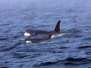 Southern resident killer whale J50 and her mother, J16, swim Aug. 7 off the west coast of Vancouver Island near Port Renfrew, B.C.