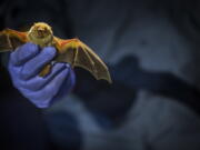 Virginia Tech Ph.D. student Sam Freeze prepares to release an Eastern red female bat in Prince William Forest Park in Quantico, Va.