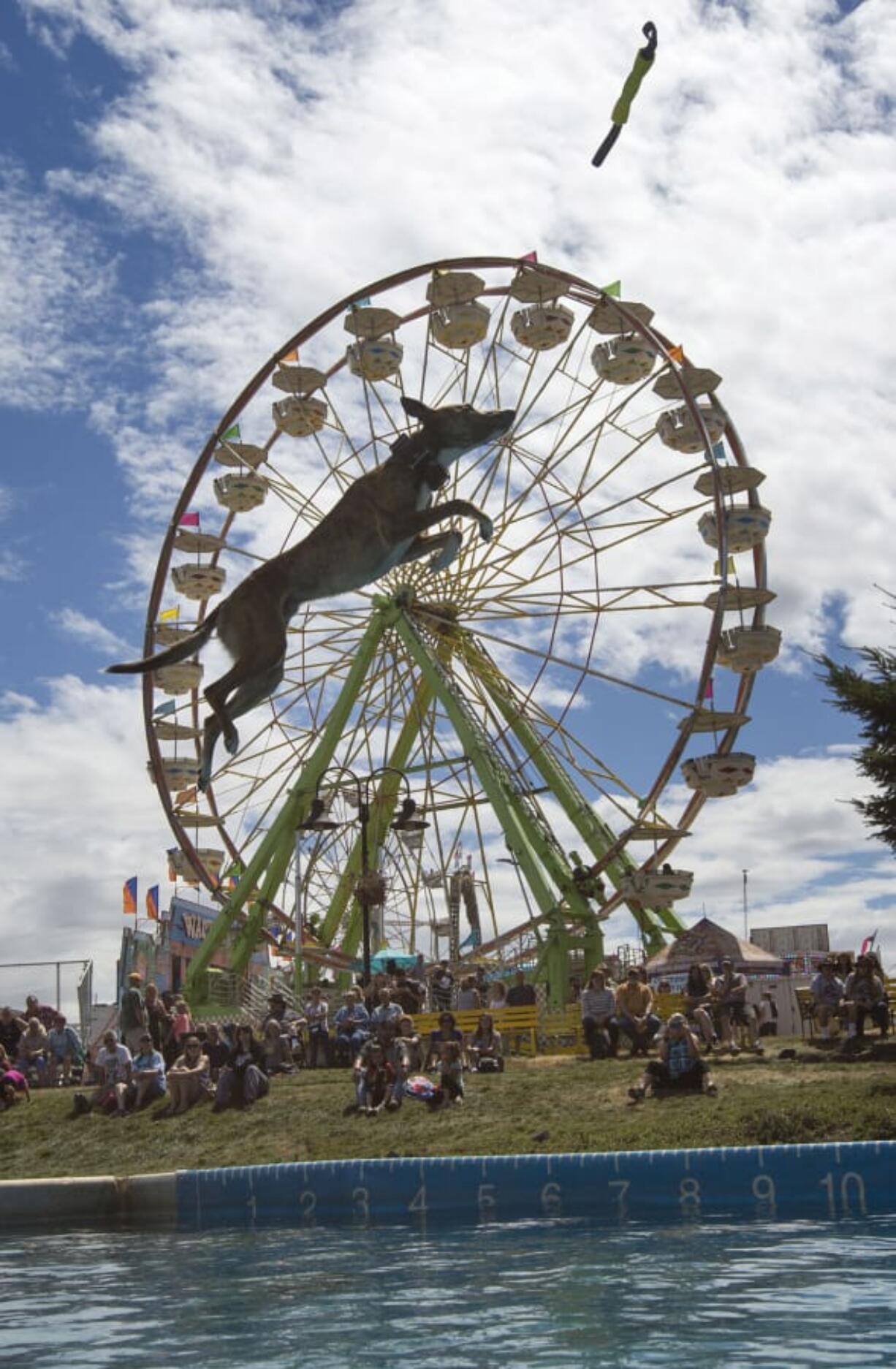 Becky Johnson’s dog, Heathen, leaps high Saturday against the backdrop of the Clark County Fair as part of the Dock Dogs competition.