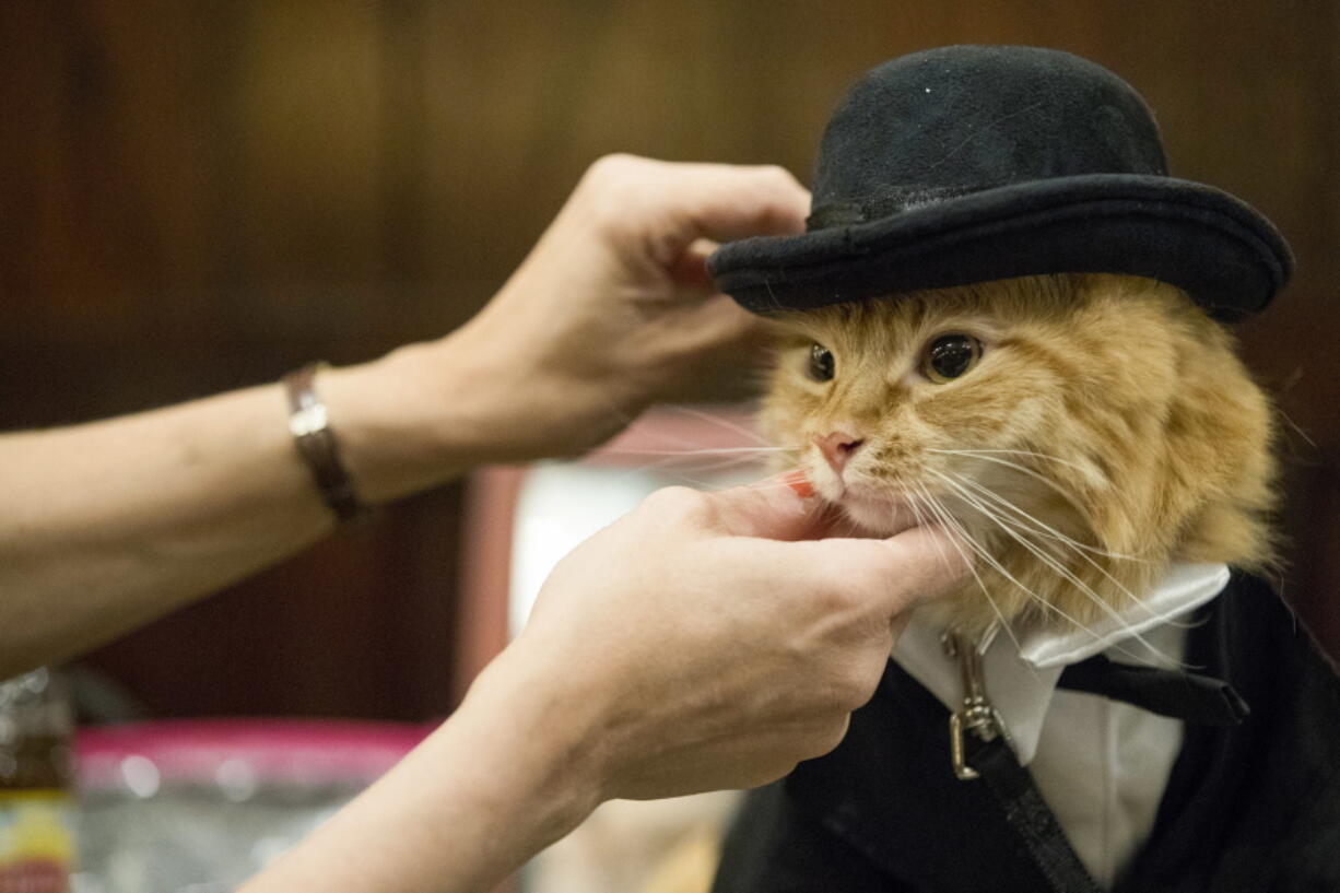 Sam Checo dresses Mango ahead of the fashion show.