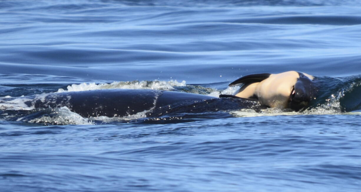 FILE - In this file photo taken Tuesday, July 24, 2018, provided by the Center for Whale Research, a baby orca whale is being pushed by her mother after being born off the Canada coast near Victoria, British Columbia. Whale researchers are keeping close watch on an endangered orca that has spent the past week carrying and keeping her dead calf afloat in Pacific Northwest waters.