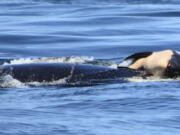 FILE - In this file photo taken Tuesday, July 24, 2018, provided by the Center for Whale Research, a baby orca whale is being pushed by her mother after being born off the Canada coast near Victoria, British Columbia. Whale researchers are keeping close watch on an endangered orca that has spent the past week carrying and keeping her dead calf afloat in Pacific Northwest waters.