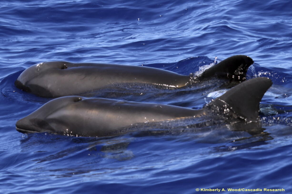 A hybrid between a melon-headed whale and a rough-toothed dolphin, in the foreground, swimming next to a melon-headed dolphin Aug. 11 near Kauai, Hawaii. Scientists are touting the first sighting of the hybrid off Hawaii. It’s also only the third confirmed instance of a wild-born hybrid between species in the Delphinidae family. Kimberly A.