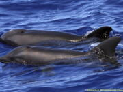 A hybrid between a melon-headed whale and a rough-toothed dolphin, in the foreground, swimming next to a melon-headed dolphin Aug. 11 near Kauai, Hawaii. Scientists are touting the first sighting of the hybrid off Hawaii. It’s also only the third confirmed instance of a wild-born hybrid between species in the Delphinidae family. Kimberly A.