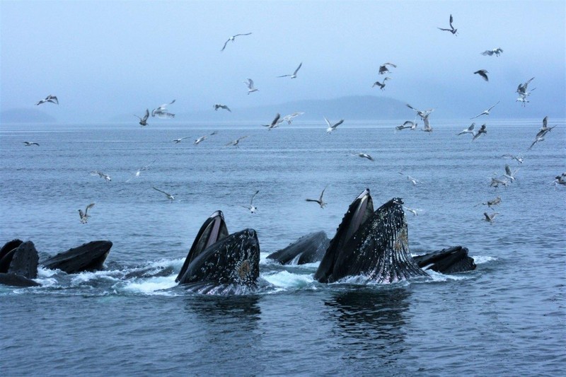 Just happened to get lucky off our recently completed Alaskan cruise. It's a feeding frenzy! Though we saw tons of wildlife  — eagles, bears — this was the winner!