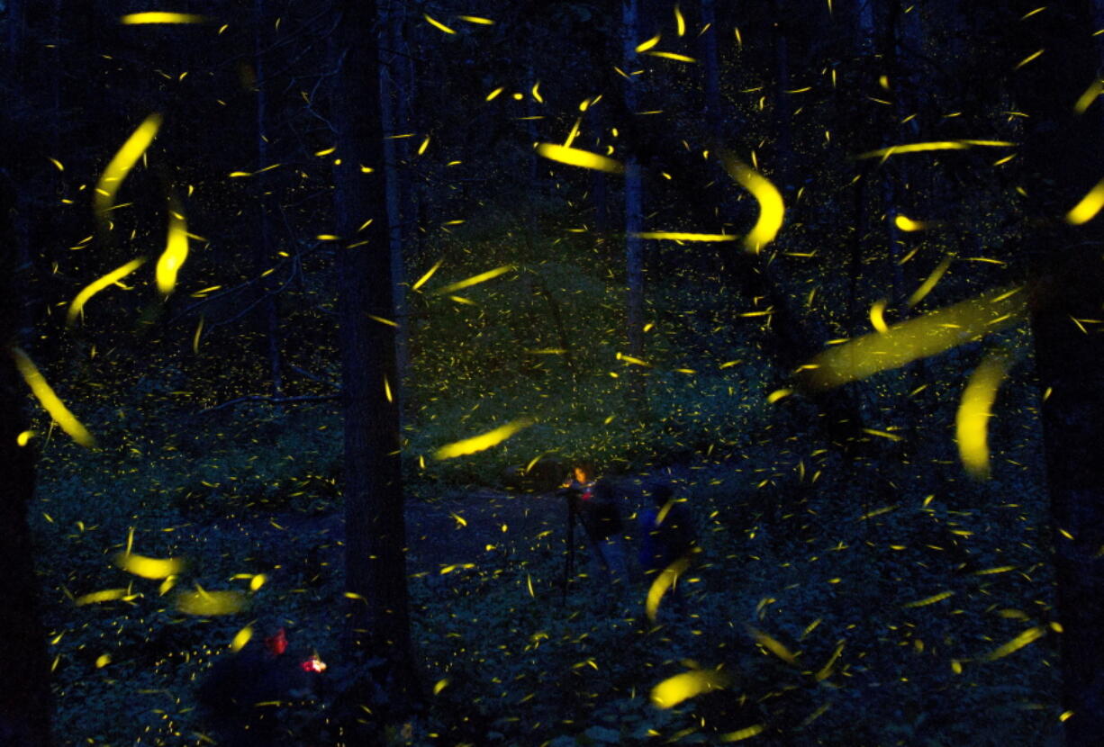 Fireflies light up in synchronized bursts as photographers take long-exposure pictures near the town of Nanacamilpa, Tlaxcala state, Mexico, on July 21, 2016.