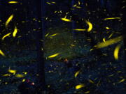 Fireflies light up in synchronized bursts as photographers take long-exposure pictures near the town of Nanacamilpa, Tlaxcala state, Mexico, on July 21, 2016.