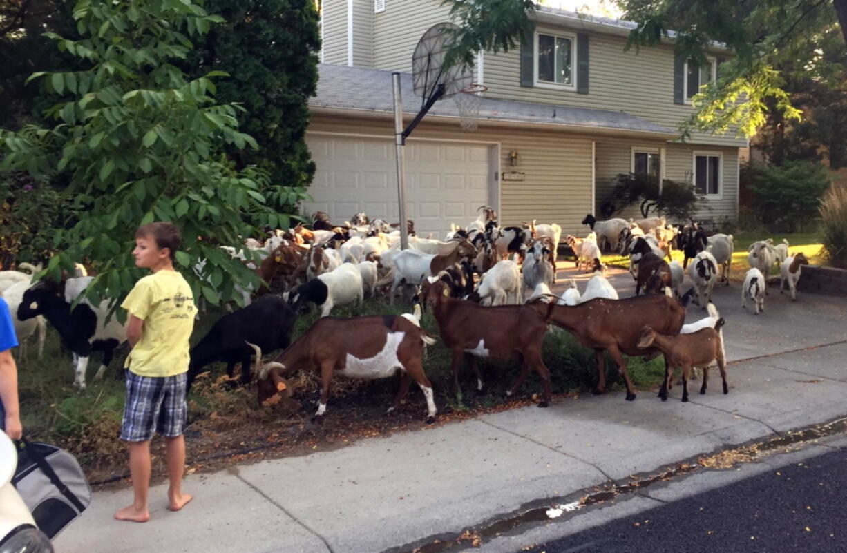 Scores of goats munch on the flora and fauna Friday in a residential area of Boise, Idaho. About 100 escaped goats munched on manicured lawns in Idaho’s capital city on Friday morning before being rounded up and hauled away.