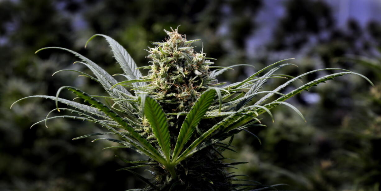 FILE--In this May 24, 2018, file photo, a marijuana plant is shown in Springfield, Ore. A sheriff in southwest Oregon is asking for money from the state to investigate illegal marijuana operations, saying his department lacks the resources to do so.