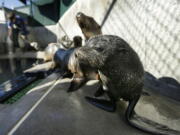 FILE - In this Tuesday, Feb. 26, 2013 file photo, a Guadalupe fur seal, foreground, passes by as SeaWorld animal rescue team member Heather Ruce feeds a California sea lion at a rescue facility in San Diego, with rescue crews seeing a higher than average amount of stranded sea lions. Marine biologists nicknamed a patch of persistent high temperatures in the Pacific Ocean between 2013 and 2016 “the Blob.” During that period, decreased phytoplankton production led to a “lack of food for many species,” from fish to marine mammals.