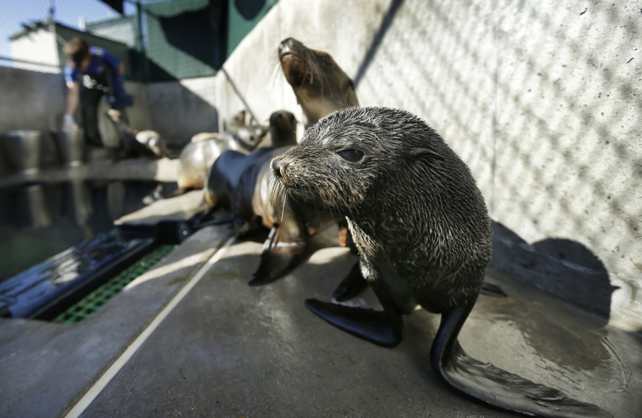 FILE - In this Tuesday, Feb. 26, 2013 file photo, a Guadalupe fur seal, foreground, passes by as SeaWorld animal rescue team member Heather Ruce feeds a California sea lion at a rescue facility in San Diego, with rescue crews seeing a higher than average amount of stranded sea lions. Marine biologists nicknamed a patch of persistent high temperatures in the Pacific Ocean between 2013 and 2016 “the Blob.” During that period, decreased phytoplankton production led to a “lack of food for many species,” from fish to marine mammals.