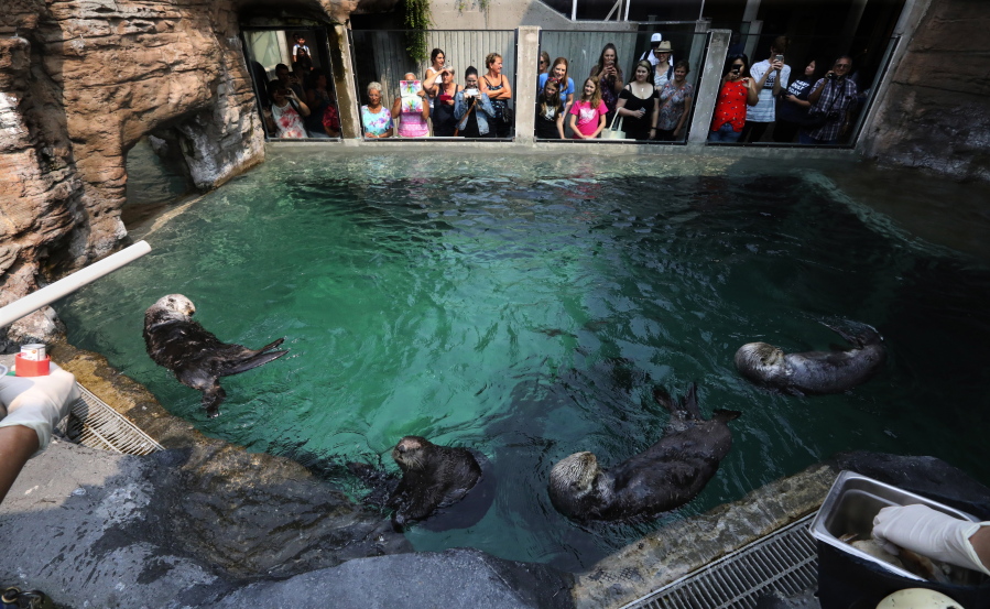 The Seattle Aquarium’s four sea otters gather for a feeding on Wednesday with an audience. Mishka, the asthmatic otter, is second from left.