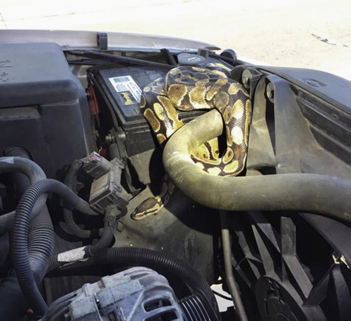 This Wednesday, Aug. 22, 2018, photo provided by the Omro Police Department in Omro, Wis., shows a 4-foot-long Ball python that was discovered wrapped around a car engine. It took hours to unwind and coax the snake from the engine compartment. Police say the snake escaped from its owner more than a month ago.