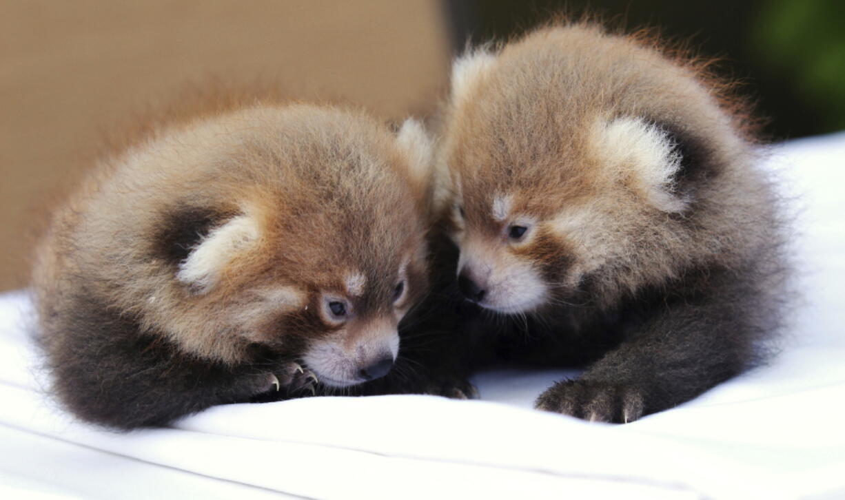 Twin red pandas huddle with each other at the zoo Tuesday in Syracuse, N.Y.