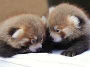 Twin red pandas huddle with each other at the zoo Tuesday in Syracuse, N.Y.