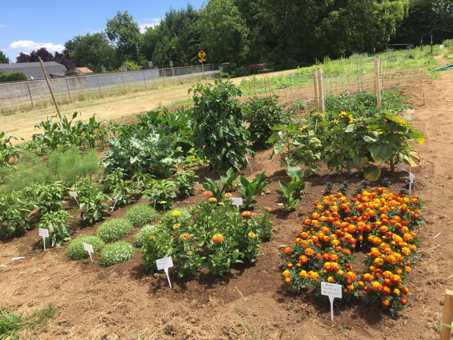 Gardening with Allen: Help tomato plants set fruit - The Columbian