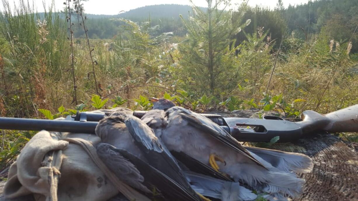 Band-tail pigeons are a worthy adversary for Washington bird hunters. The fast flying wild pigeons are challenging targets, and they are tasty, too.