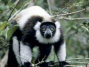 A black-and-white ruffed lemur in the trees of Madagascar.