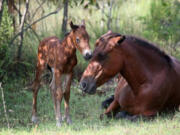 A filly was born to North Carolina’s wild horse herd Aug. 22 in Corolla. She’s pictured here with her mother.