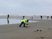 Local razor clam diggers will have until December 23 to keep 20 clams on Washington beaches as the limit will return to 15 on Dec. 30, 2021.