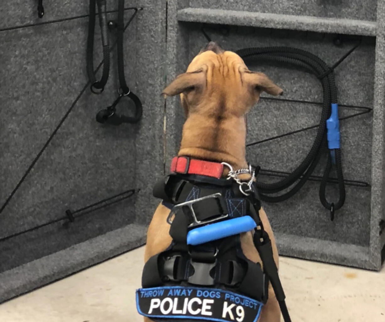 Dallas is finishing up about six weeks of narcotics-sniffing training in Pennsylvania.