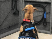 Dallas is finishing up about six weeks of narcotics-sniffing training in Pennsylvania.