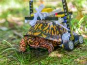 After an Eastern box turtle fractured its shell, a vet student at the Maryland Zoo helped design a custom Lego wheelchair for it.