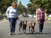 Retired sisters Patricia Avellar, left, and Artye Avellar, who recently adopted two older Labrador retriever brothers Hutch, left, and Starsky, take the dogs out for a walk on Sept. 18.