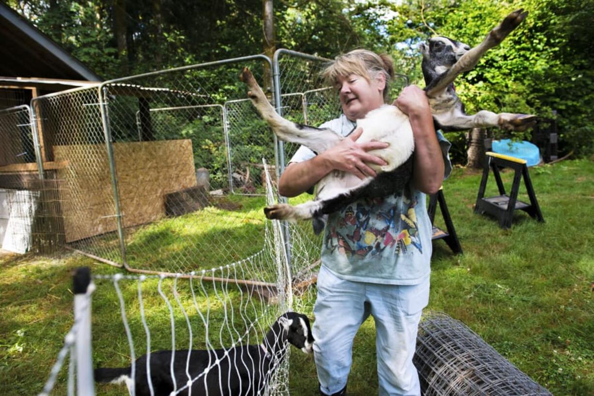 Brenda Calvert, co-owner of Half Moon Farm, lifts a newly purchased goat back into its enclosure while working on the farm. Like many other rural landowners, the Calverts have utilized several rural services of the Clark Conservation District in recent years.