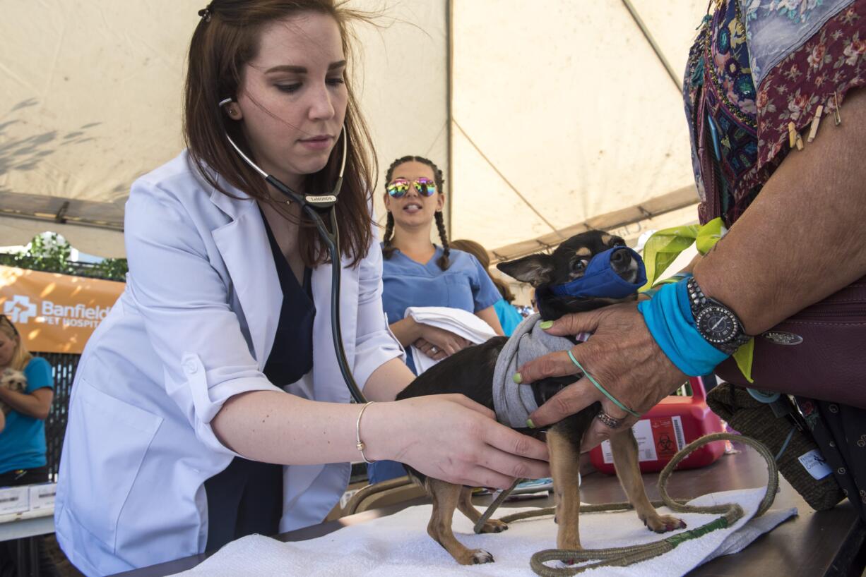 Veterinarian Laurie LeMonds of Vancouver, left, and veterinarian assistant Danielle Chin of Vancouver examine of Ono, a seven-year-old chihuahua during the free pet clinic at Open House Ministries on Thursday afternoon, Sept. 20, 2018.