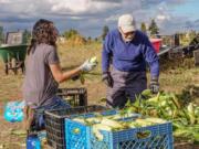 Northeast Hazel Dell: Dora Hernandez, volunteer program assistant with Clark County Public Works, left, and volunteer Robert Cather participate in Vancouver’s Community VolunTOUR Program at the 78th Street Heritage Farm.