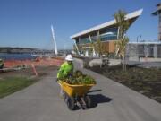 Moses Leon of Colors NW lends a hand with last-minute landscaping Friday as crews prepare for Saturday’s grand opening of The Waterfront Vancouver.
